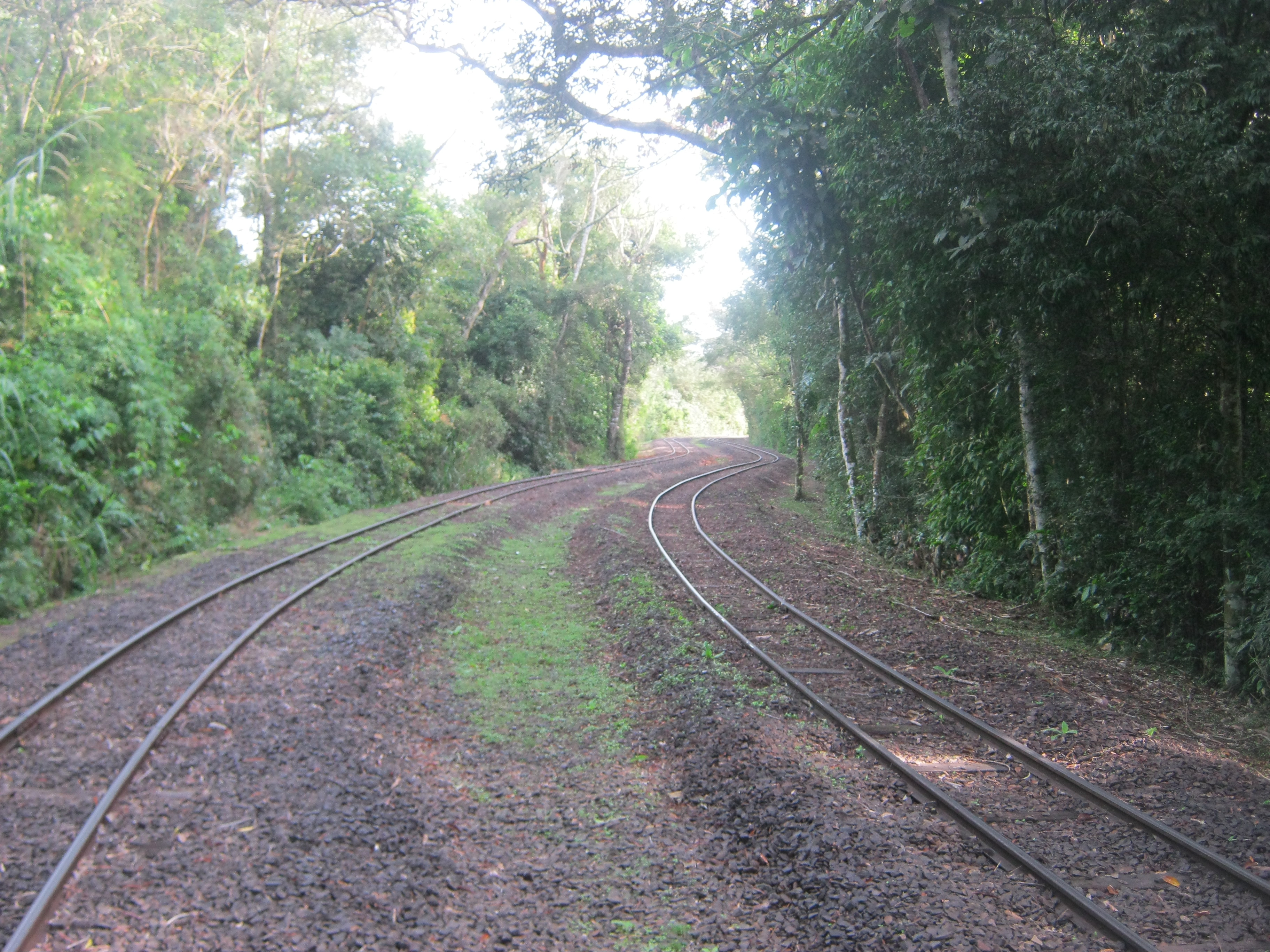 Train tracks going through a forest